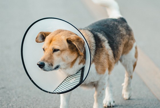 Best Pet Recovery Collars