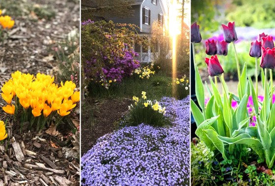 Plant bulbs in the fall for a gorgeous spring flower garden