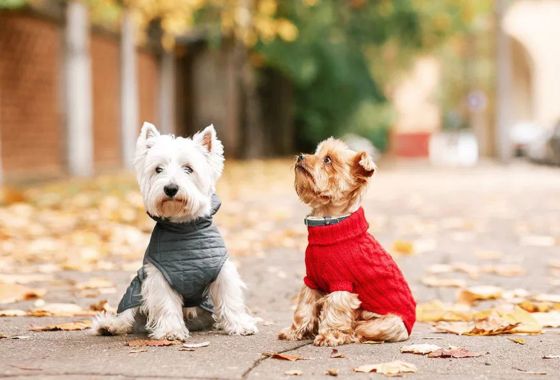 Cold weather tips for pet owners