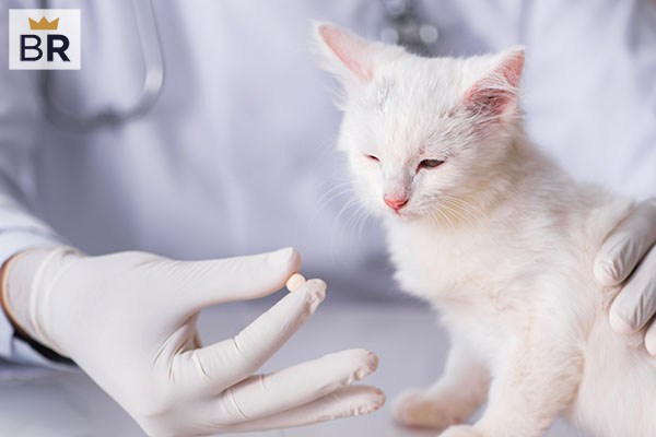 dewormers for cats