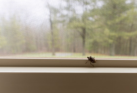 How to get rid of stink bugs