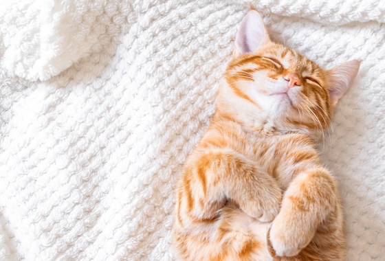 10 stylish cat beds that might as well be home decor