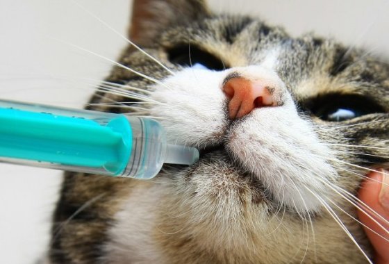 Best Dewormers for Cats