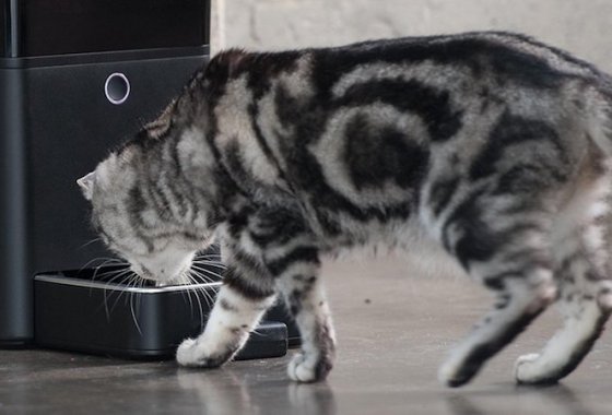 Best Automatic Cat Feeders