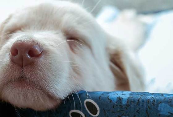 Best Dog Training Pads