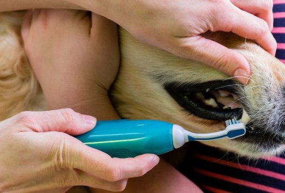 Best Dog Toothpastes