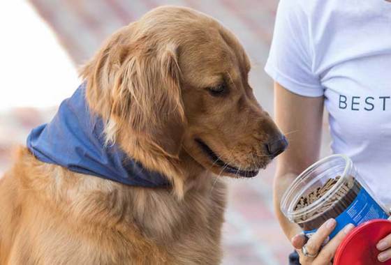 Best Human-Grade Dog Treats