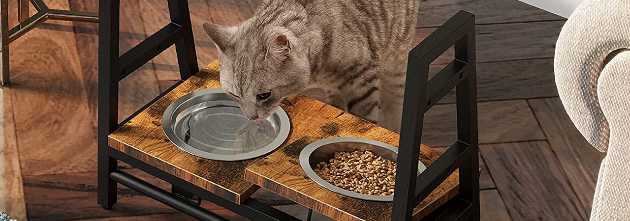 best cat bowls for senior cats