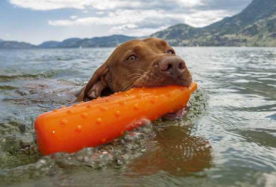 Best Dog Training Dummies