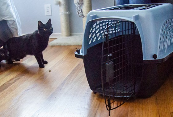 Best Hard-Sided Carriers for Cats