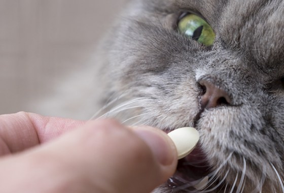 Best Pet Immune Support Medications