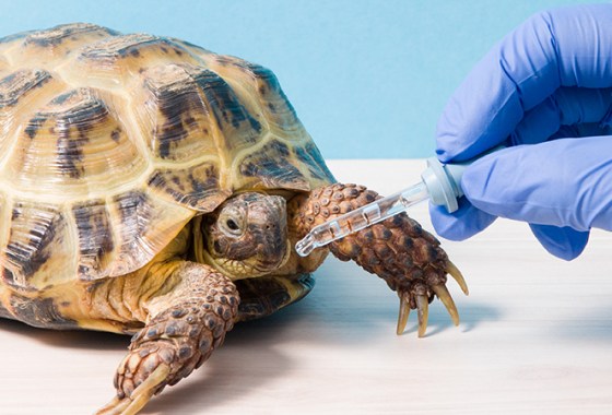 Best Reptile and Amphibian Health Supplies