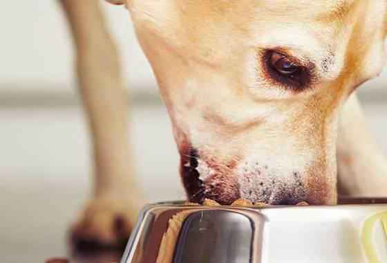 Best Victor Dog Food