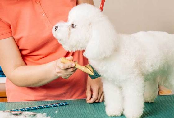 Best Dog Grooming Tables