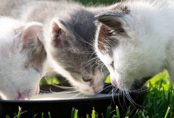 Best Kitten Milk Replacements