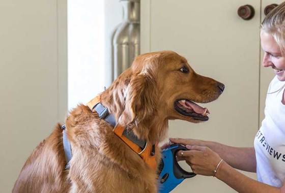 Best No Pull Dog Harnesses