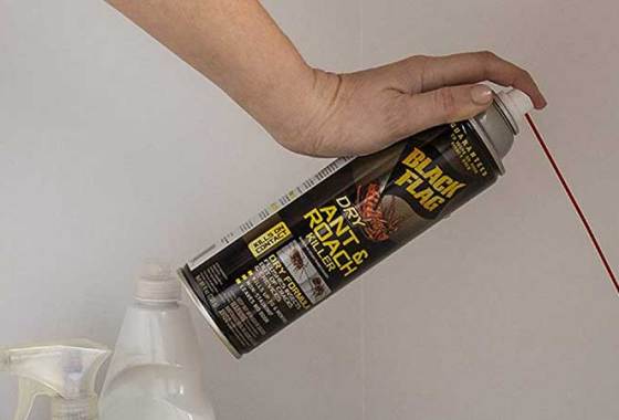 Best Indoor Ant Killers