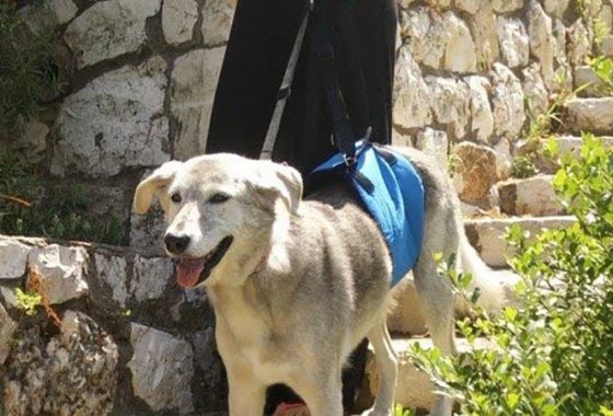 Best Dog Support Harnesses