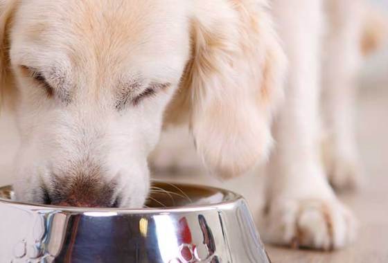 Best Dental Dog Food