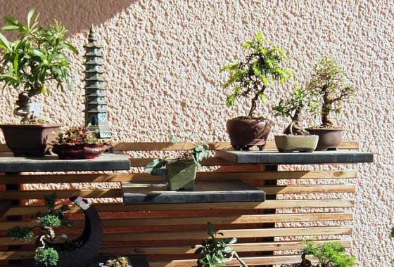 Best Bonsai Starter Kits