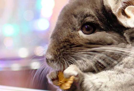 Best Chinchilla & Degu Food