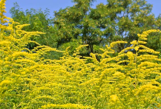 Accuweather predicts a ‘bad year’ for seasonal allergies