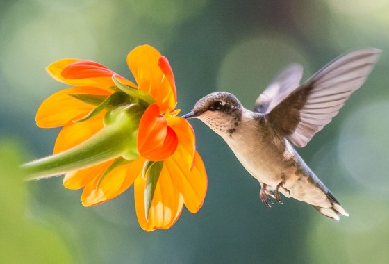 It's hummingbird migration season—this map shows when they'll be in your yard