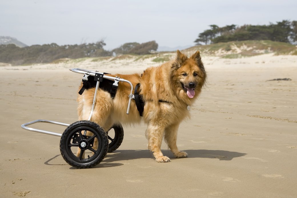 5 Best Dog Wheelchairs Sept. 2024 BestReviews