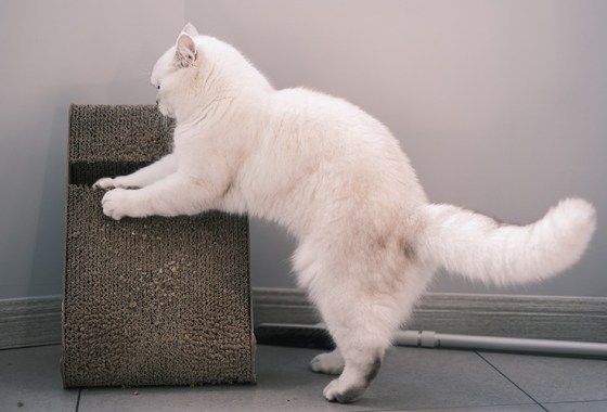 10 fun scratching pads for your cat
