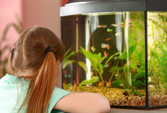 Best high-end aquarium