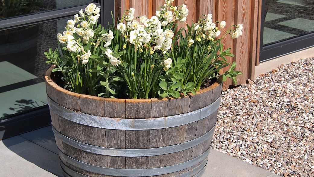 Best whiskey barrel planter