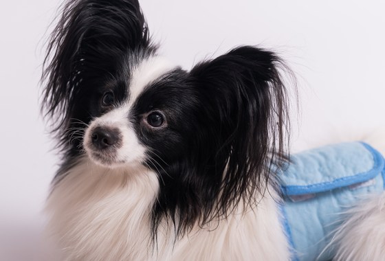 Best puppy diaper