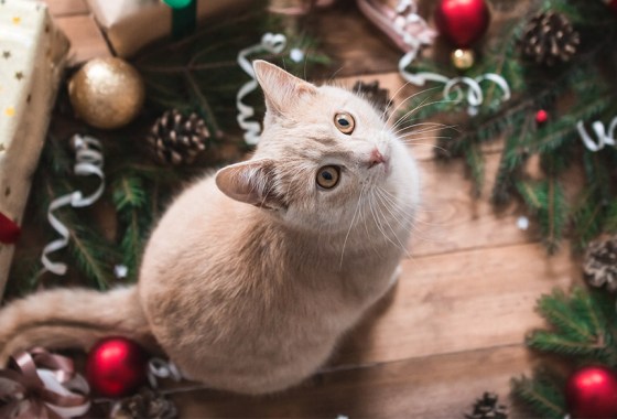 11 best stocking stuffers for cat lovers