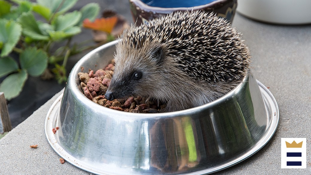 Best hedgehog food