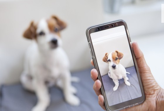 Everything you need to get your dog Instagram-ready