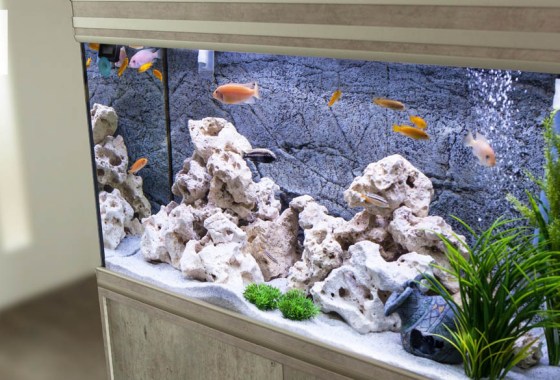 Best large fish tank