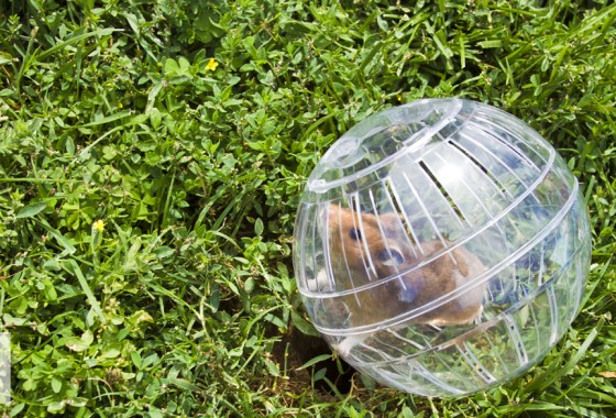 Best hamster ball