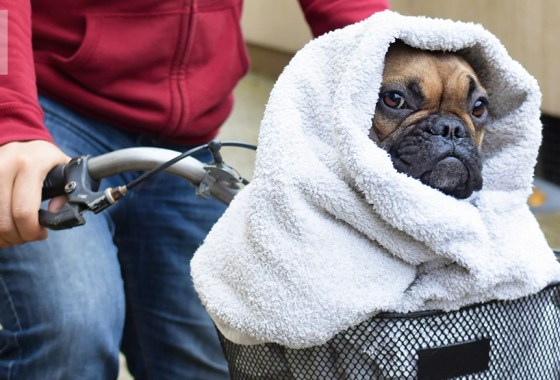 Best alien dog costume