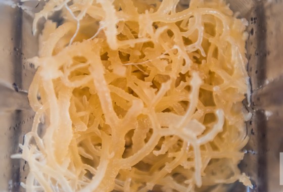 Best Irish sea moss
