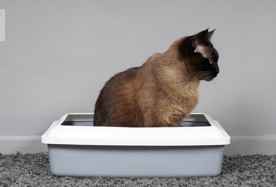 Best litter box enclosure