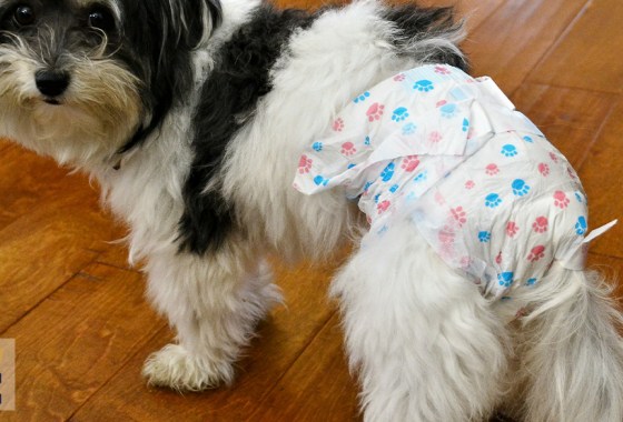 Best dog period diapers