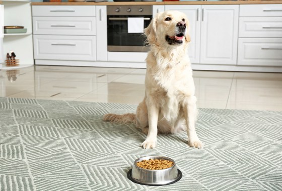 Best glucosamine for dogs