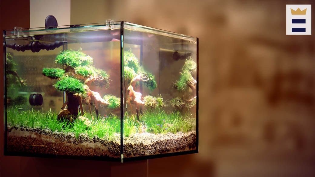 Best PetSmart fish tank
