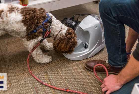 Best Drinkwell pet fountain