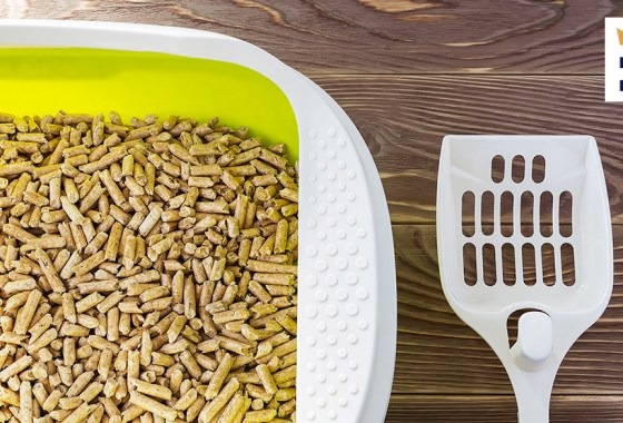 Best Petsmart cat litter