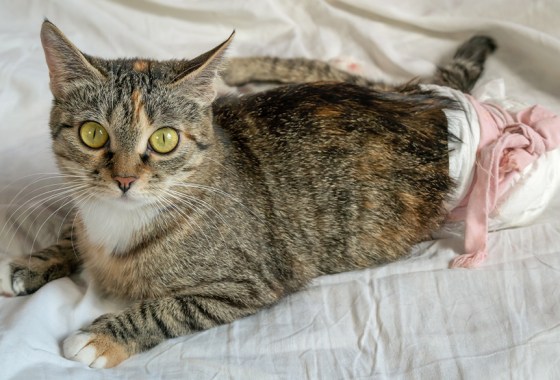Best cat diaper