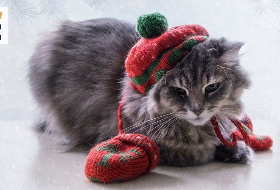 11 cutest mittens for kittens