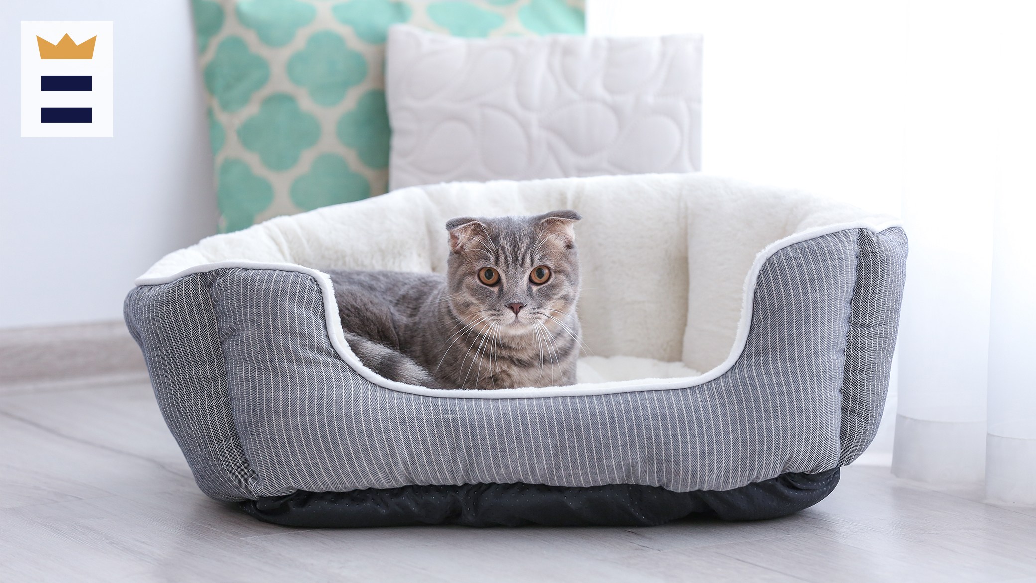 Most popular Chewy cat bed