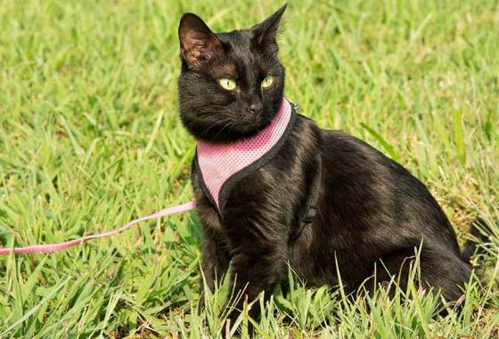The best cat harness