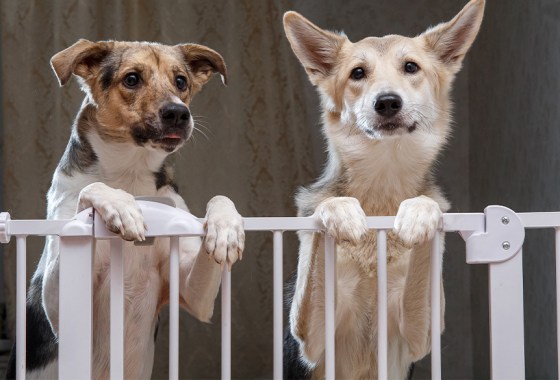 Best PetSmart dog gate